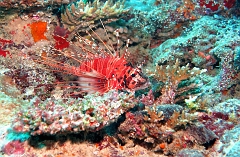 Velidhu - 2013_03_12 - IMG_0570rf_Laffe cornu ou poisson diale ou pterois a antennes - Pterois antennata_Wissaradhuni thila_Plongee